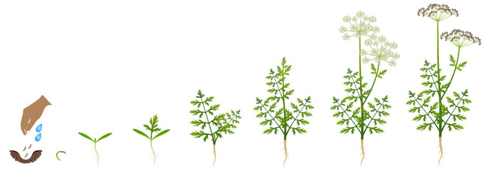 Wall Mural - Cycle of growth of regular cumin plant isolated on a white background..eps