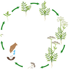 Wall Mural - Life cycle of regular cumin plant on a white background..eps