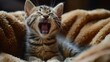 Kitten Yawns on Blanket