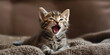 Kitten Yawns on Blanket
