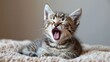 Small Kitten Yawns on Blanket