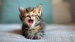 Small Kitten Yawns on Blanket