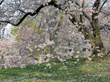 Fototapeta Nowy Jork - Central Park in spring