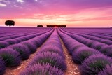 Fototapeta Kwiaty - a field of lavender with a sunset in the background