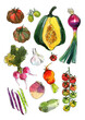 Vegetables food illustrations. Watercolor and ink sketches. Tomatoes, pumpkin, red onion, rutabaga, beans, garlic
