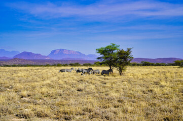 A Herd of endangered Grevy's Zebras take shade from the sun in the vast savanna plains with Mount Ololokwe in the far distance at the Buffalo Springs Reserve in Samburu County, Kenya