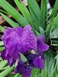 Lila Blumen. Iris-Makrofotografie. Natürlich. Ökologie. Biologie. Floristik. Tautropfen. Regentropfen. Blühende Pflanze. Draußen. Frühlingsszene. Helle Farbe. Grün und Lila. Blütenblätter.