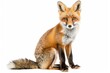 The image shows a seated fox with its face hidden, highlighting its vibrant fur and alert posture