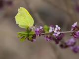 Zitronenfalter (Gonepteryx rhamni) an Echtem Seidelbast (Daphne)