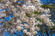 Close up of cherry blossom blooms, Washington DC
