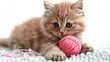 Playful Kitten Engaged in Yarn Play