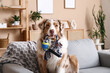 Cute Australian Shepherd dog with rope toy on grey sofa in living room