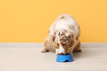 Wall Mural - Cute Australian Shepherd dog eating food from bowl near orange wall