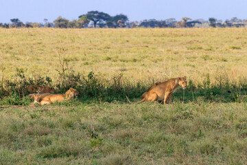 Poster - Pride of lions (Panthera leo) in savannah in Serengeti national park, Tanzania