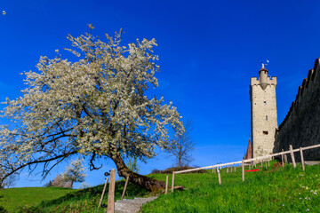 Tower in city wall of Lucerne (Musegg Wall) and white blossoming cherry tree at spring in Lucerne, Switzerland