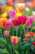 Colorful tulips in full bloom. Spring flowers in the garden. Bokeh background.