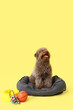 Cute poodle in pet bed with toys and bowl on yellow background