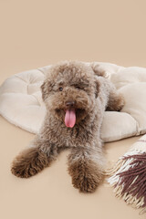 Wall Mural - Cute poodle lying on pouf against beige background