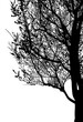 silueta arbol, arbusto, hojas, ramas, otoño, ilustracion, bosques, naturaleza, sequia, atmosfera