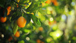 Zbliżenie na krzew z pięknymi owocami pomarańczy