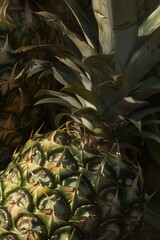  pineapples illustration