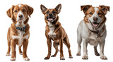 Fototapeta Zwierzęta - Three mixed-breed dogs standing against a transparent background
