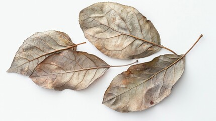 Three dried leaves on a white surface