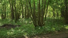 Sunlight Dapples Through The Leaves, Illuminating A Place Between Dense Hazel Thickets - Lush Greenery Bursts With Summer Life In This Shady Forest Haven. 