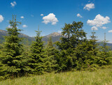 Fototapeta Natura - Summer Gorgany massiv mountains scenery view from Sevenei hill (near Yablunytsia pass, Carpathians, Ukraine.)