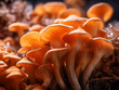 Sajor caju mushroom's abstract essence is depicted in macro imagery