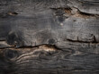 Wood has been deteriorated by carpenter ants over time