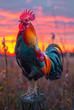 Rooster crowing in field at sunset. A rooster walking alone on a wood stump at sunset