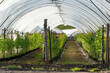 foil tunnels on a strawberry and raspberry farm