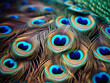 Peacock feathers displayed in close-up pictures