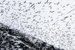 large flock of birds