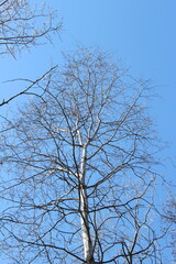 Wall Mural - tree against sky