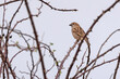 © EMILIA - Pardal bird, chilero, sparrow or passere, bird on the branch