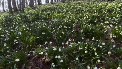 Wall Mural - A great rarity - the white-flowered snowdrop usually grows in the spring near streams and rivers, lakes after snow, but on this mountain it grew right on a high peak