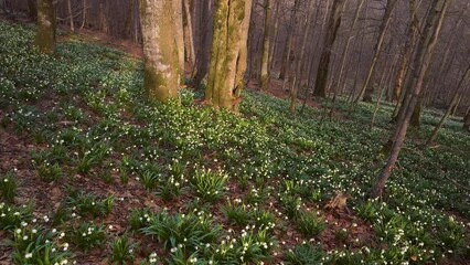 Wall Mural - A great rarity - the white-flowered snowdrop usually grows in the spring near streams and rivers, lakes after snow, but on this mountain it grew right on a high peak