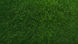 Green grass texture background. Top view photo.