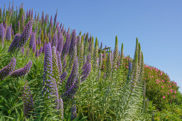 Wall Mural - Pride of Madeira flowers bask in the warm glow of a sunlit day, clear blue sky in the background.