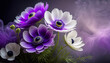  Fiori di anemone viola. Sfondo floreale. Primavera
