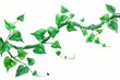 Twisted jungle vine with green leaves growing, tropical rainforest plant isolated on white illustration