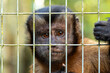 captive capuchin monkey gazing through a yellow cage
