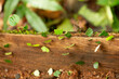 leafcutter ants diligently transporting foliage across a log