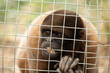 a woolly monkey appears trapped, gazing through a metal fence