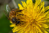 Fototapeta Dmuchawce - pszczoła ,bee
