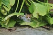a kitten hiding in the leaves