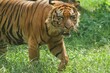 A Sumatran tiger looks at the camera angrily