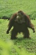 an orangutan standing tall in the grass field